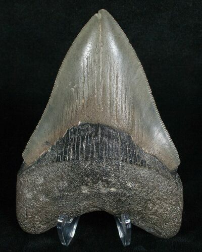 Serration Georgia Megalodon Tooth #5202